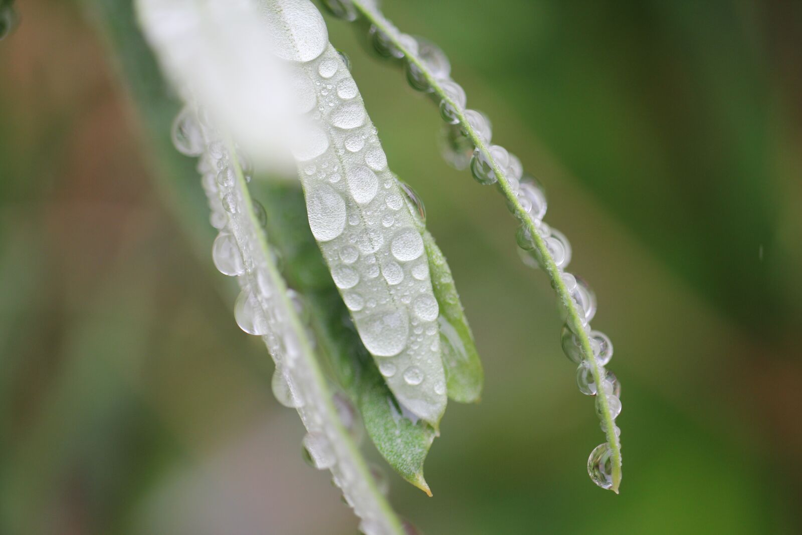 Canon EOS 550D (EOS Rebel T2i / EOS Kiss X4) sample photo. Leaves, branch, dew photography