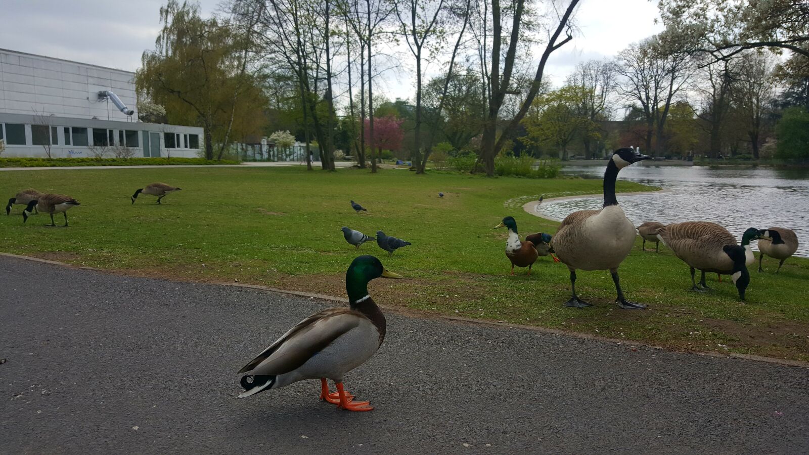 Samsung Galaxy S6 sample photo. Duck, nature, animal photography