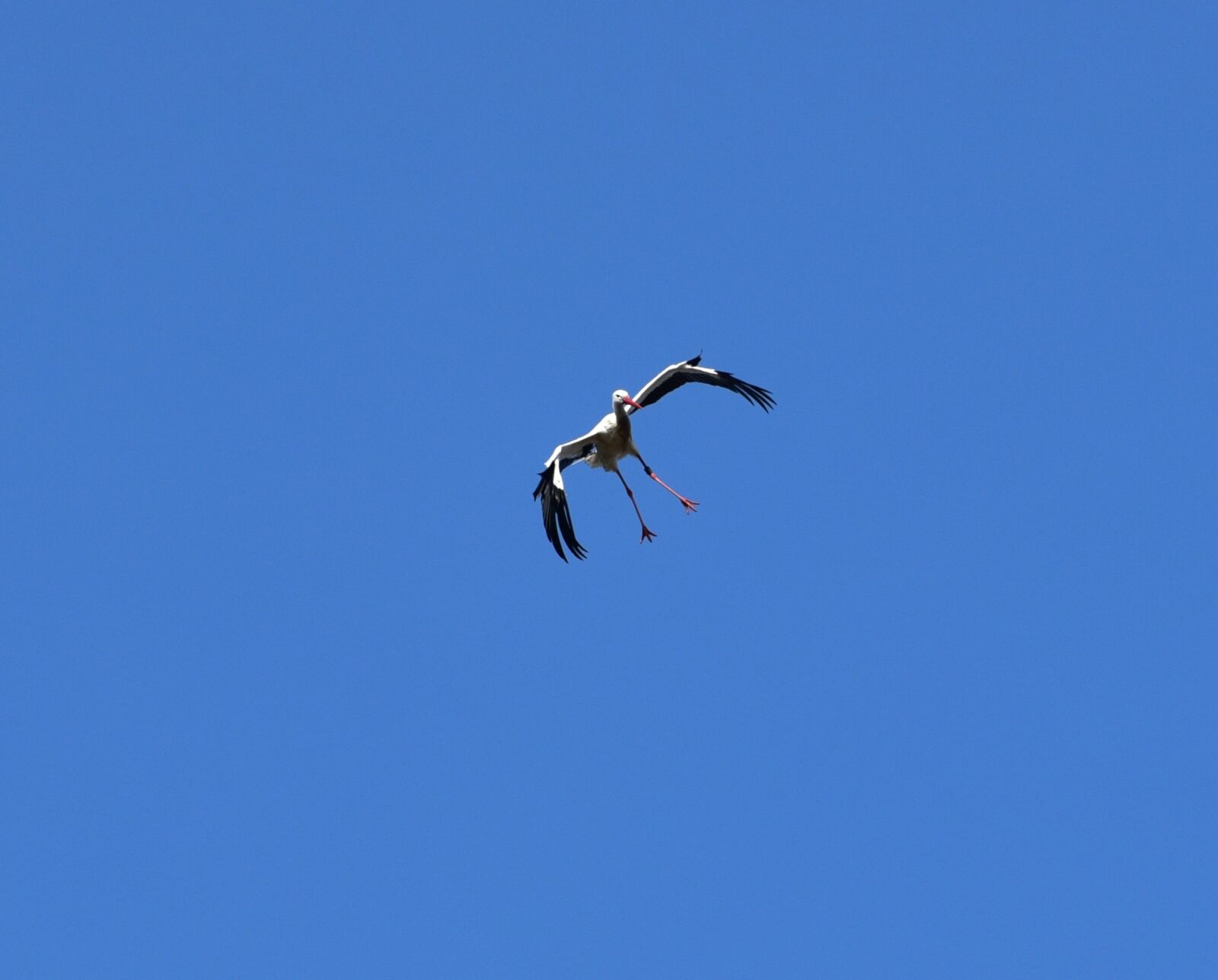 Nikon D750 sample photo. Stork, sky, flying photography