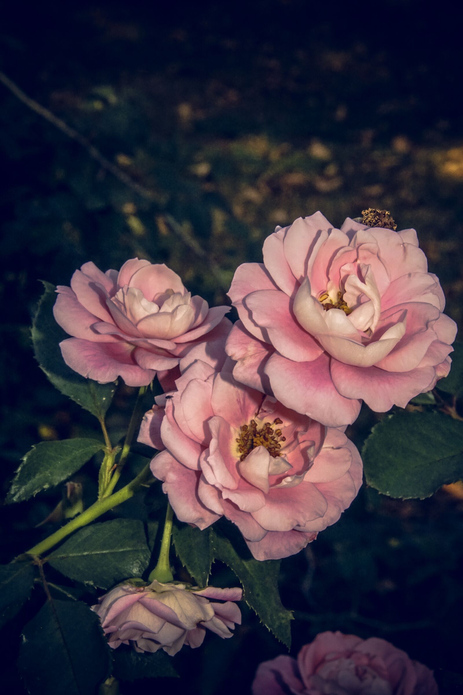 Sony ILCA-77M2 sample photo. Rose, blossom, bloom photography