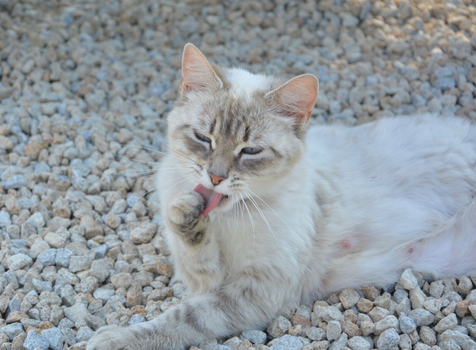 Nikon D5200 sample photo. Cat, pussy, make toilet photography