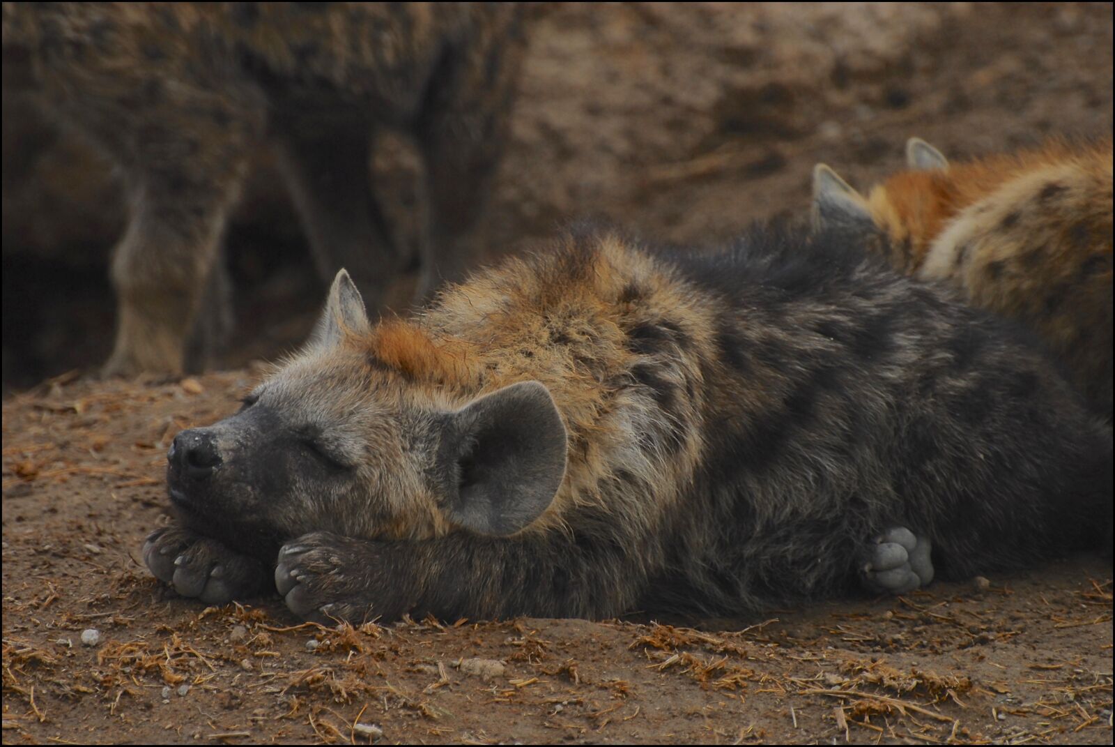 Nikon D200 sample photo. Rest, siesta, hyena photography