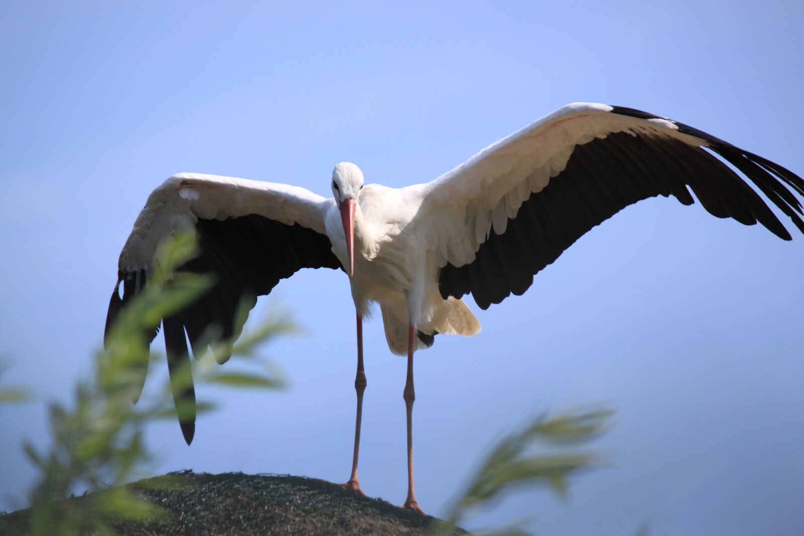 Canon EOS 500D (EOS Rebel T1i / EOS Kiss X3) sample photo. Stork, zoo, bird photography