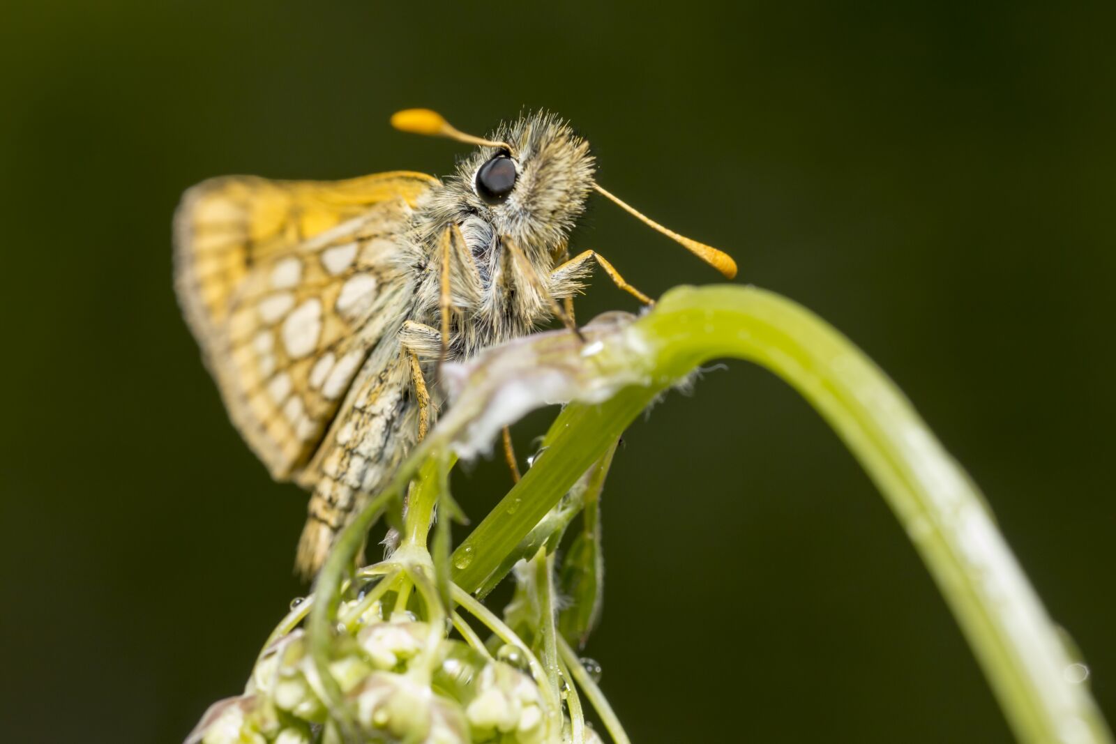 Canon EOS 550D (EOS Rebel T2i / EOS Kiss X4) sample photo. Chequered skipper, carterocephalus palaemon photography