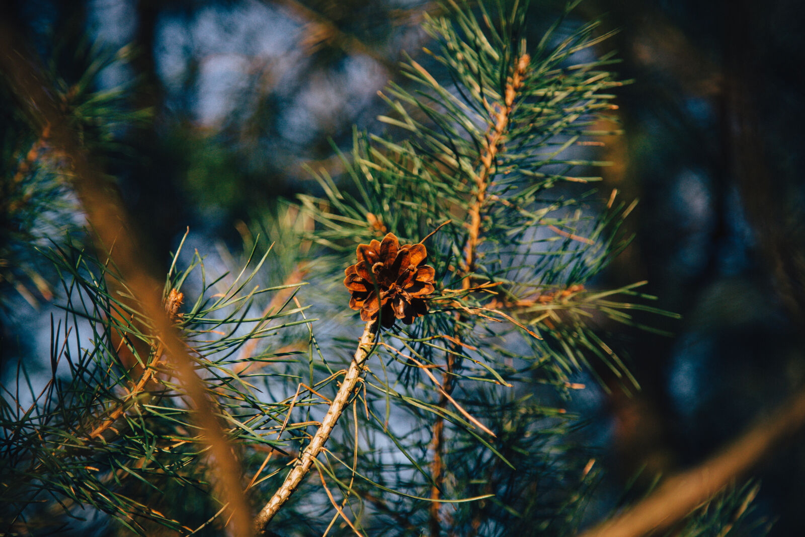 Canon EF 24-105mm F4L IS USM sample photo. Brown, green, pine, pine photography