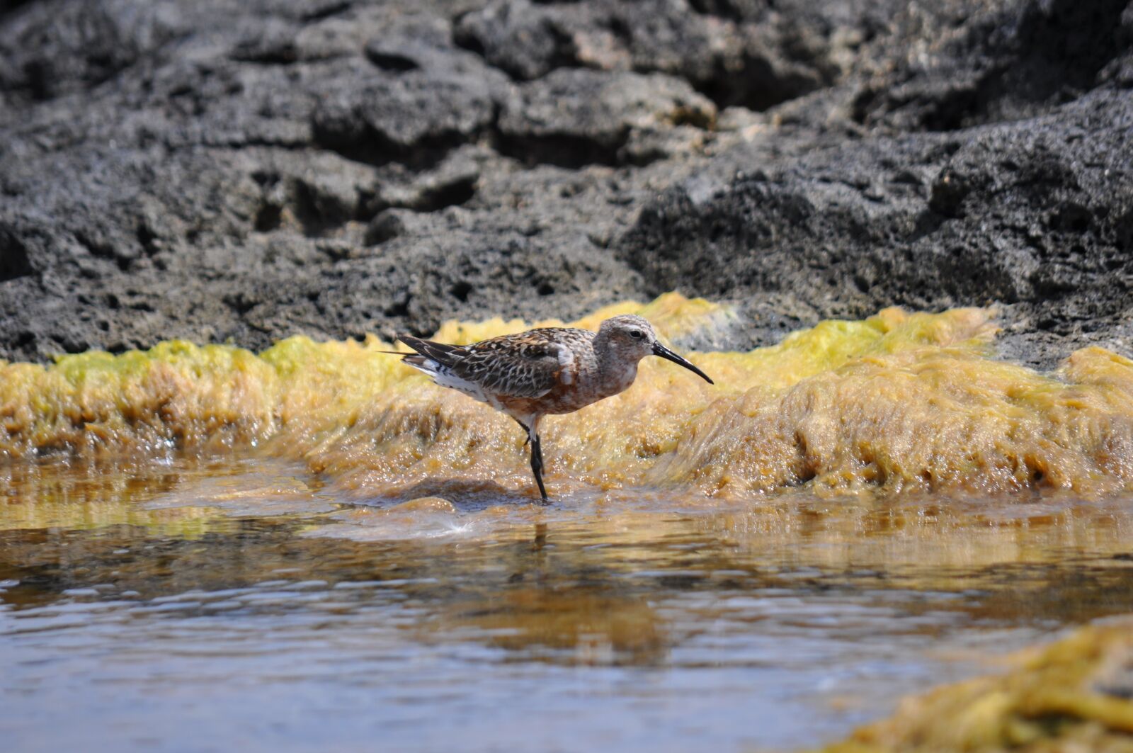 Nikon D90 sample photo. Seabird, linosa, sicily photography