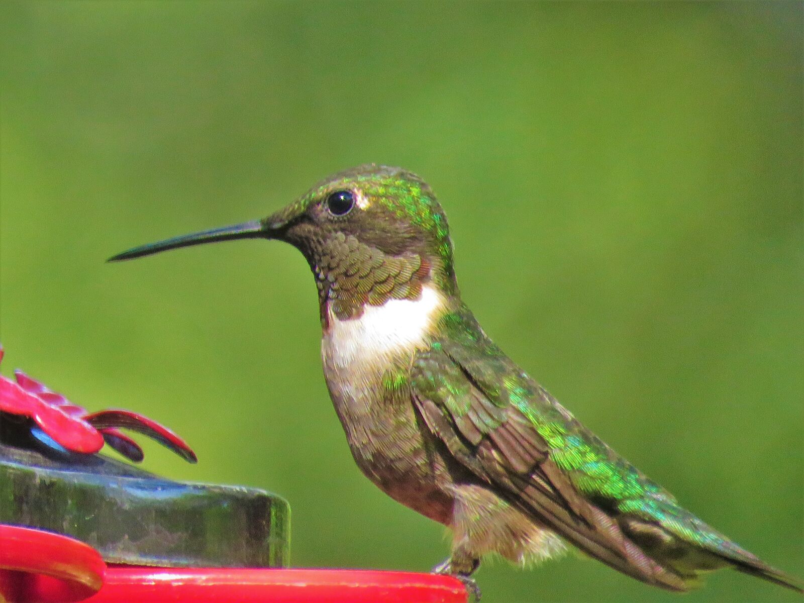 Canon PowerShot SX60 HS sample photo. Bird, colorful, close up photography