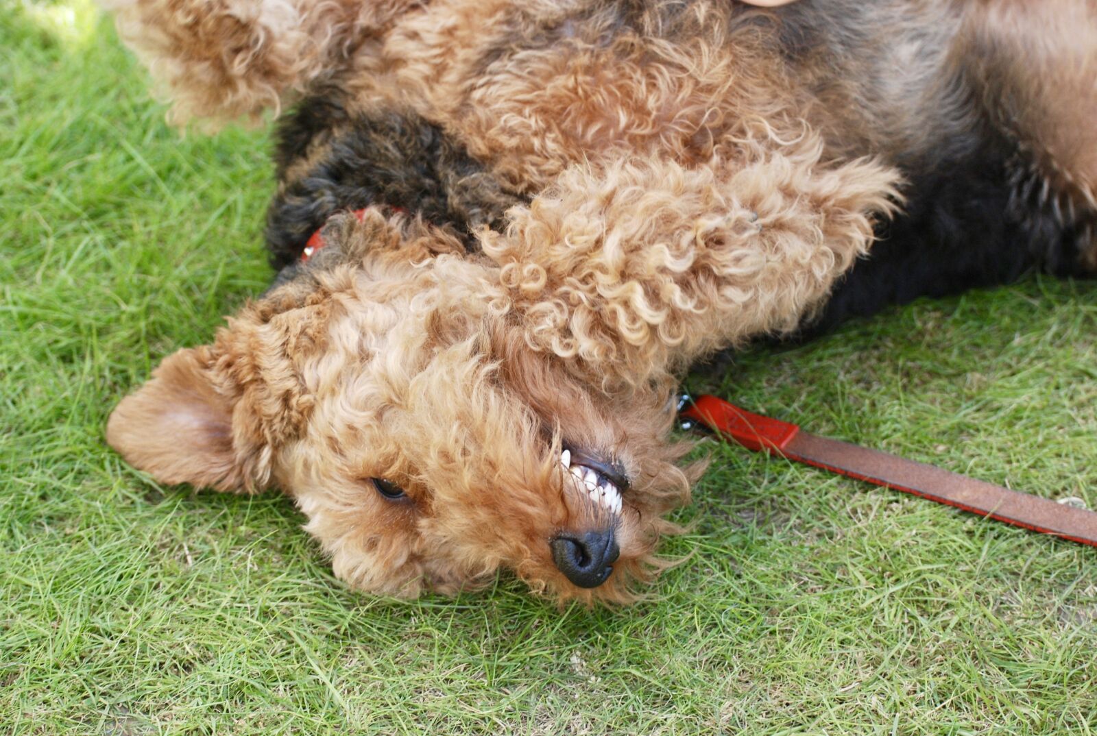 Nikon D80 sample photo. Funny, happy, dog photography