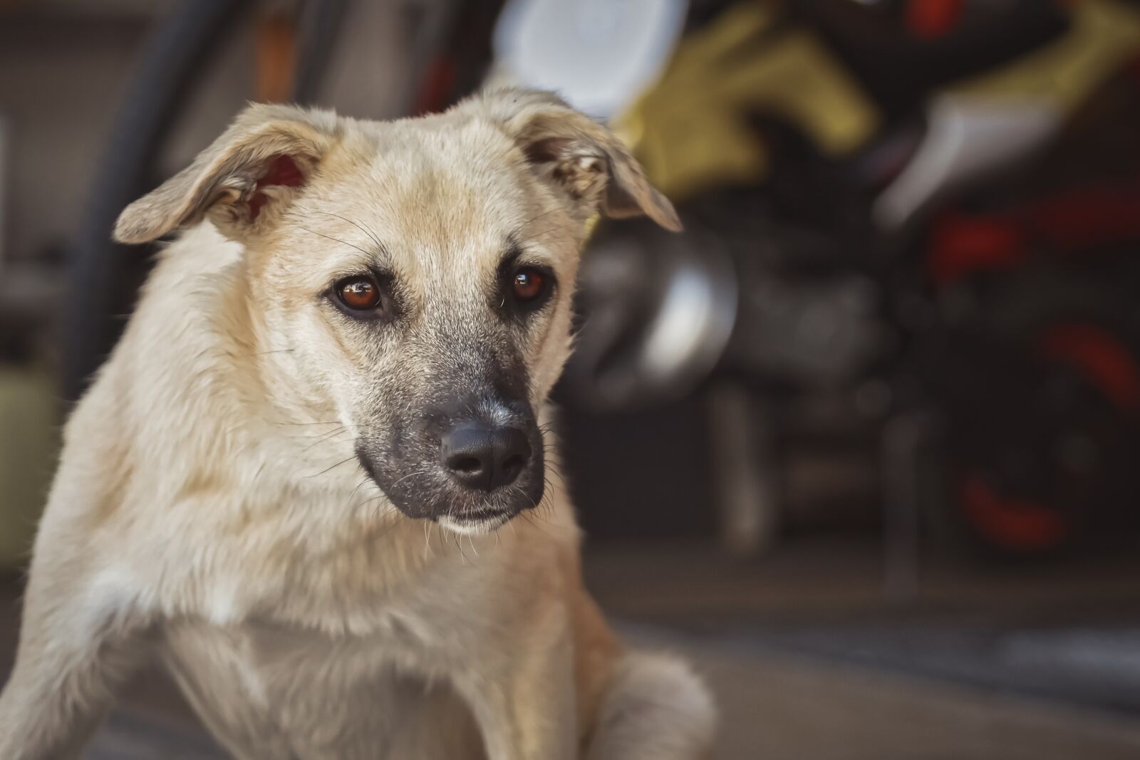 Nikon D7200 sample photo. Dog, hybrid, good photography