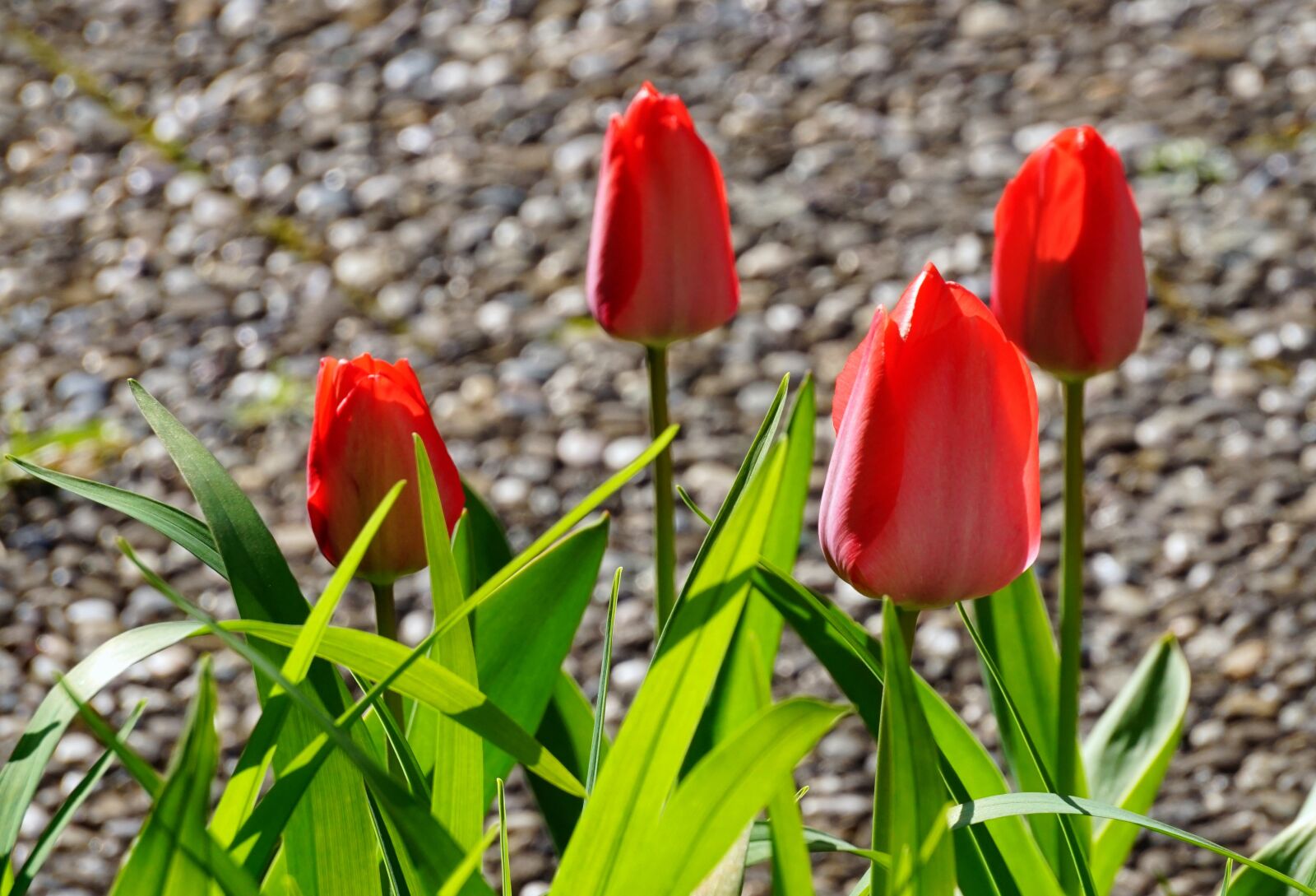 Sony Alpha a5000 (ILCE 5000) + Sony E 55-210mm F4.5-6.3 OSS sample photo. Tulips, blossom, bloom photography