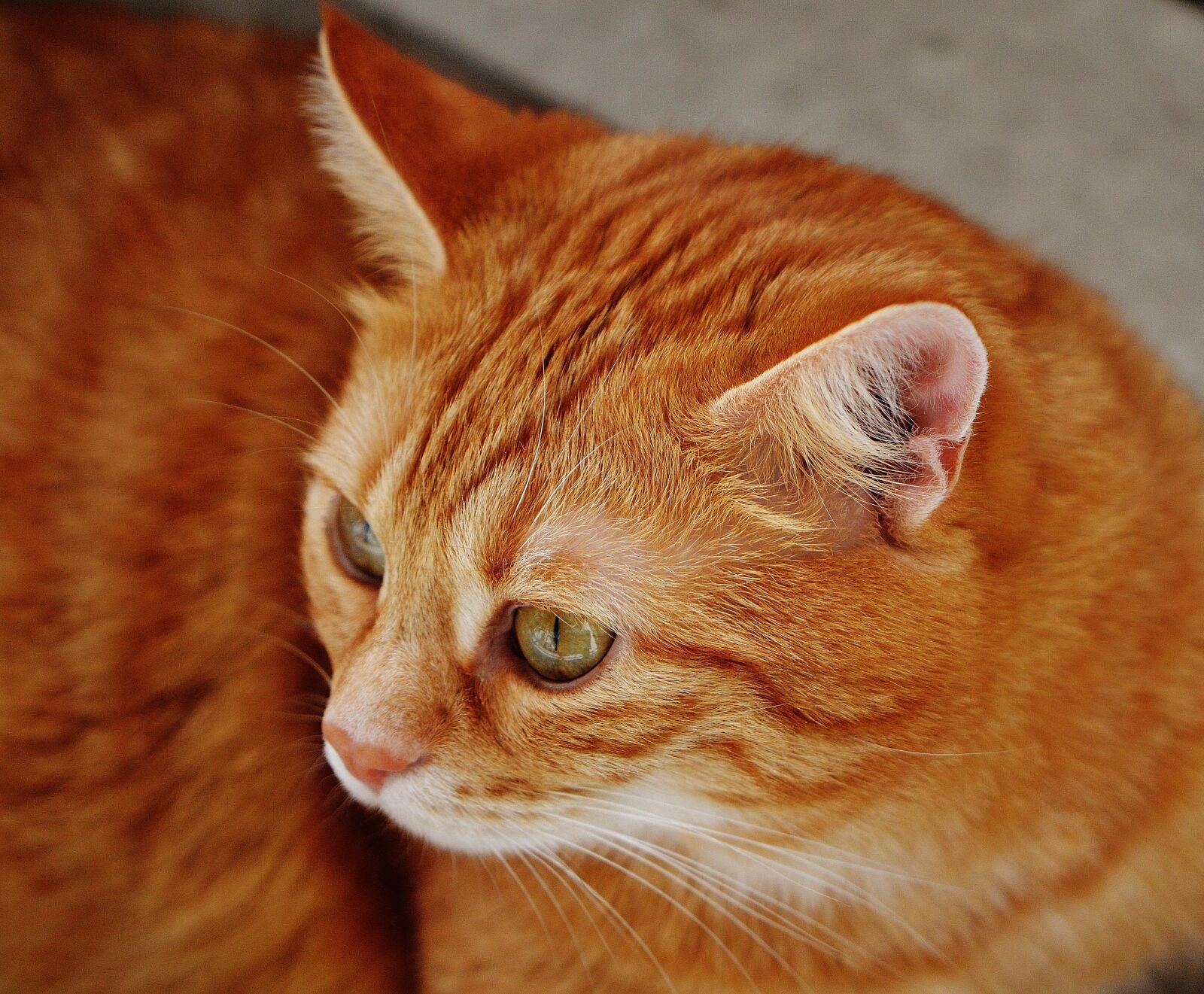 Nikon D3200 sample photo. Cat, red, cute photography