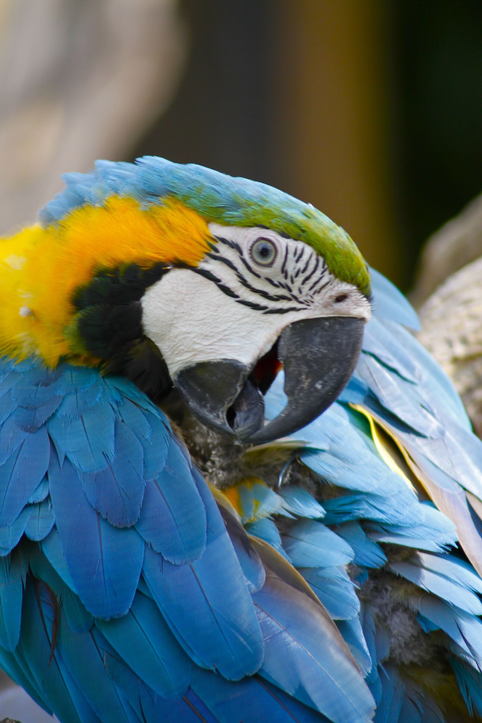 Canon EOS 500D (EOS Rebel T1i / EOS Kiss X3) sample photo. Bird, bali, in photography