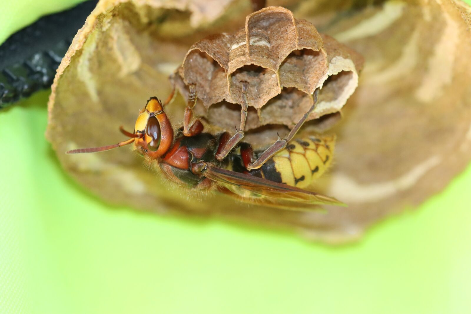 Canon EOS 90D sample photo. Hornet, wasp, bee photography