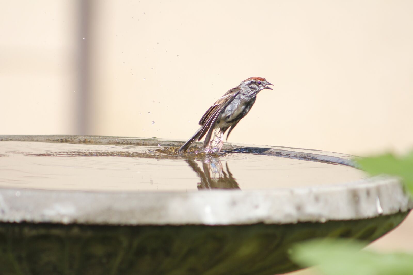 Canon EOS 550D (EOS Rebel T2i / EOS Kiss X4) sample photo. Bird, birdbath, nature photography