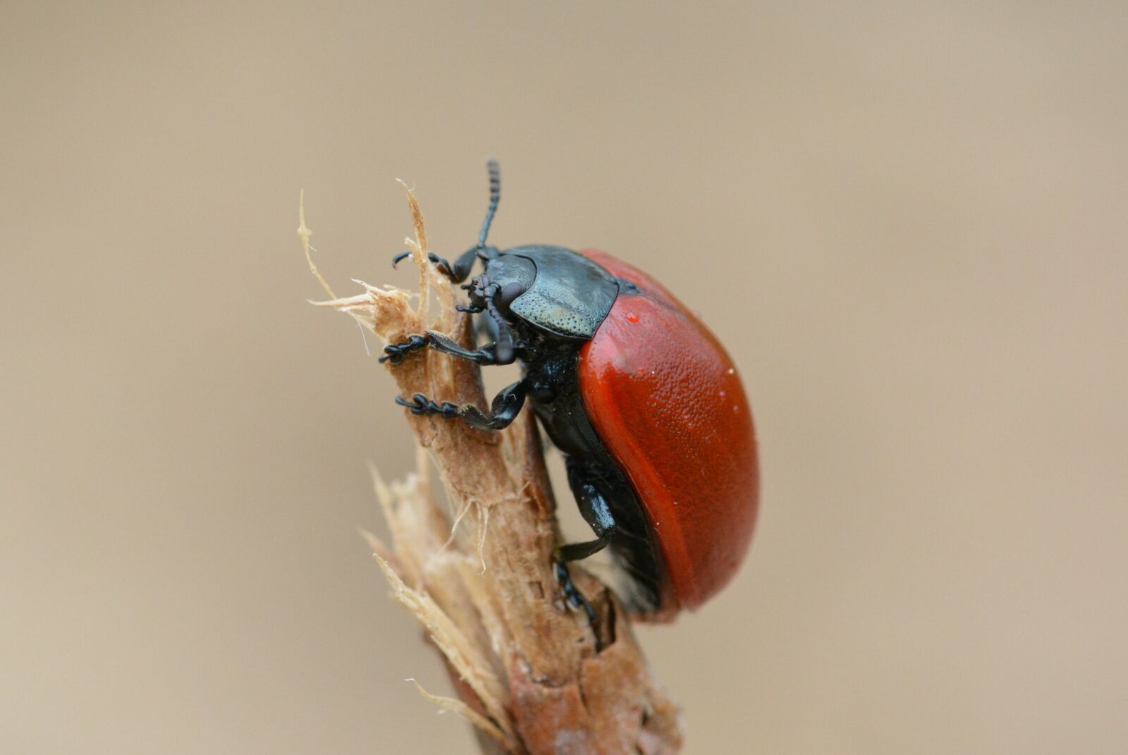 Nikon D5200 sample photo. Beetle, red, red beetle photography