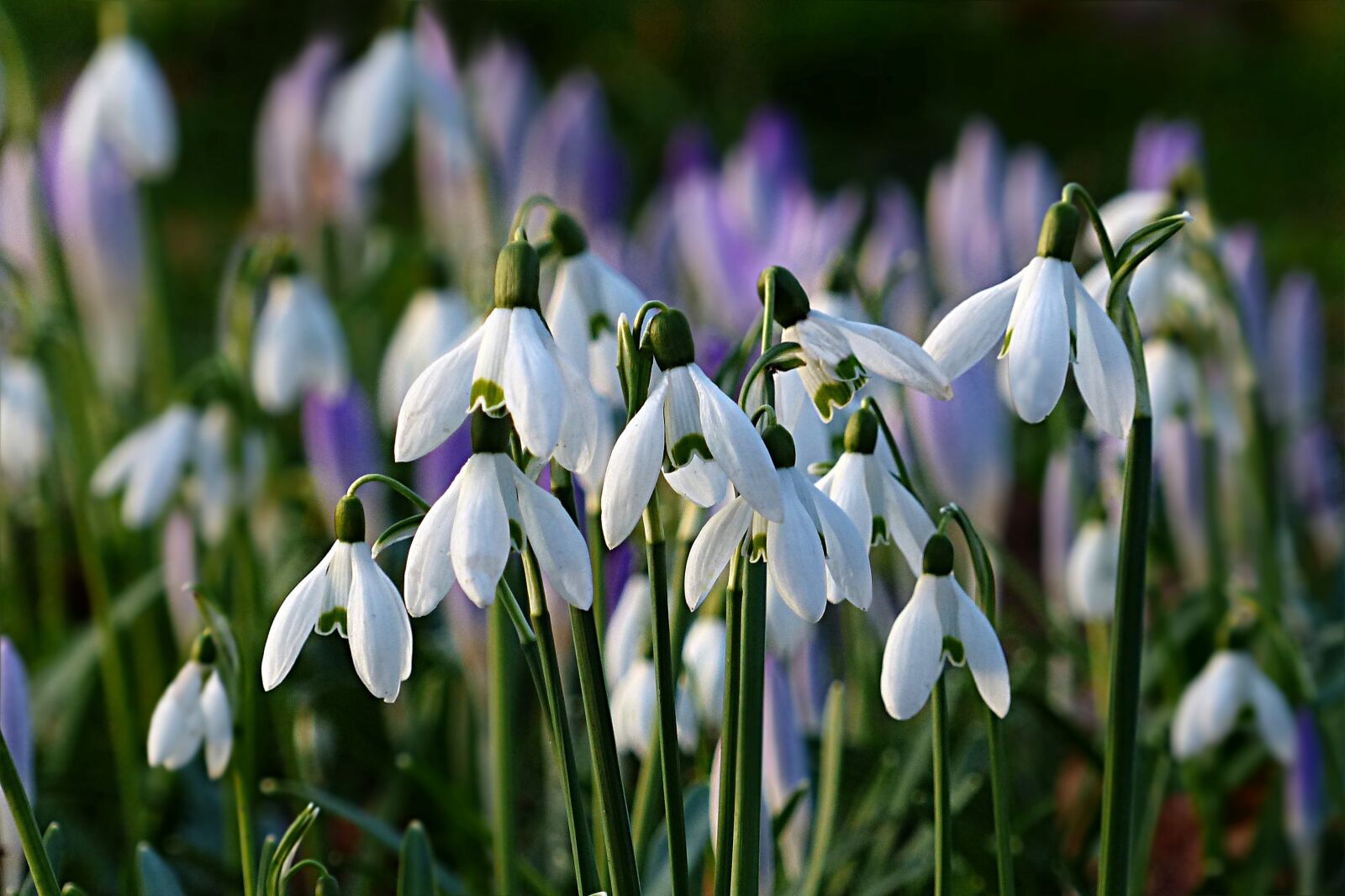 Panasonic Lumix DMC-FZ200 sample photo. Flower, snowdrop, galanthus photography