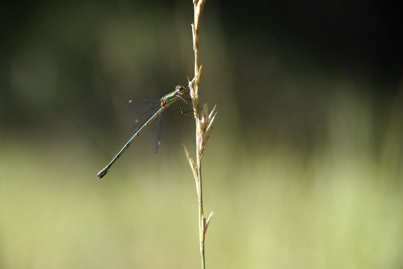 Nikon D500 sample photo. Dragonfly, animals, nature photography