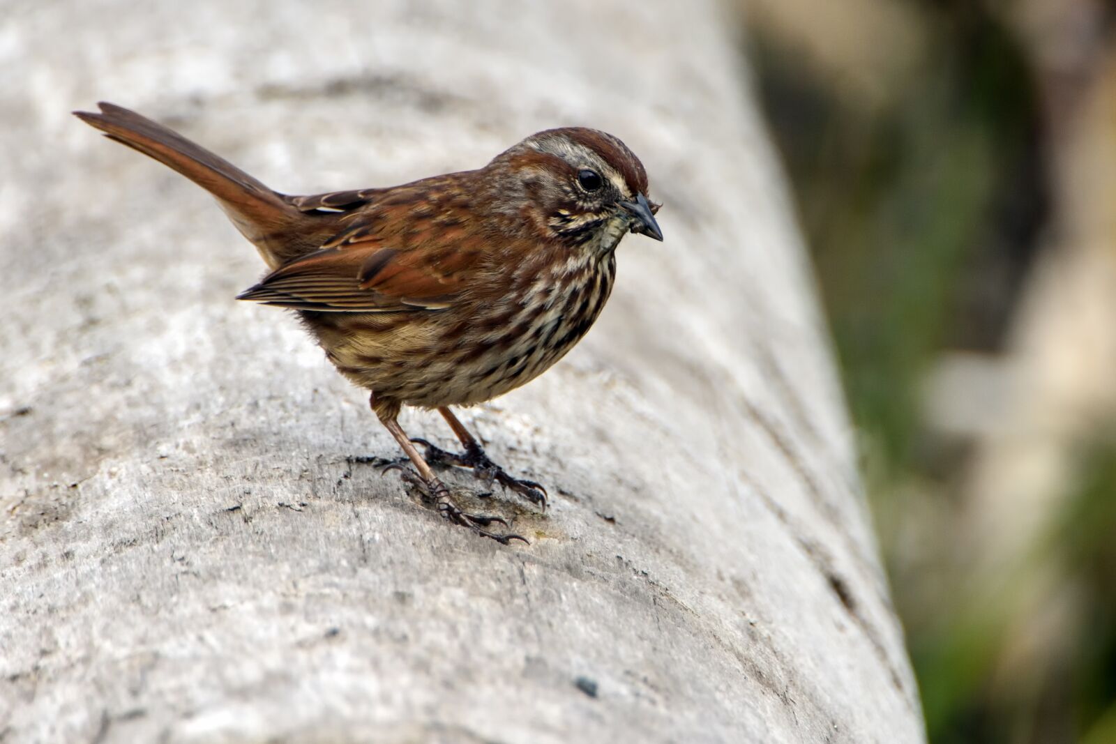 Nikon D3400 sample photo. Bird, sparrow, wildlife photography