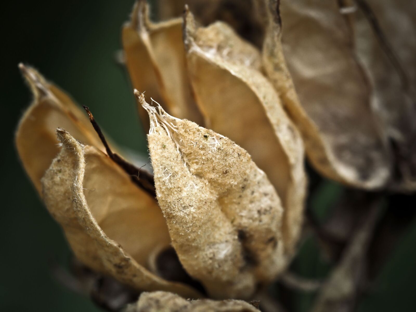 Olympus OM-D E-M10 sample photo. Hydrangea, leaf, faded photography