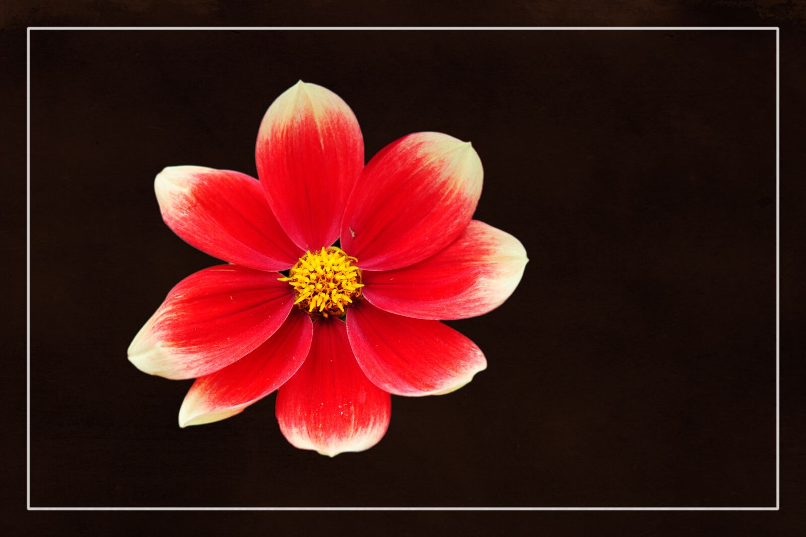 Nikon D3000 sample photo. Dahlia, dahlia garden, color photography