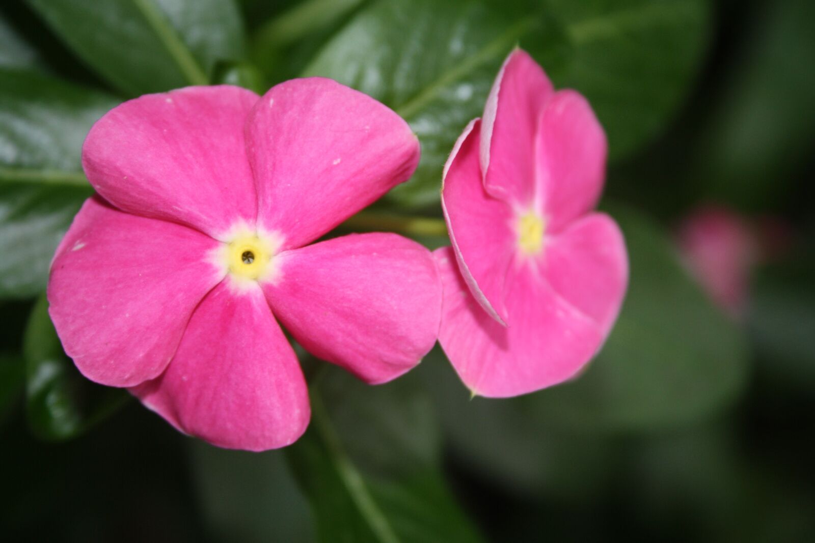 Canon EOS 1000D (EOS Digital Rebel XS / EOS Kiss F) sample photo. Flower, plant, nature photography
