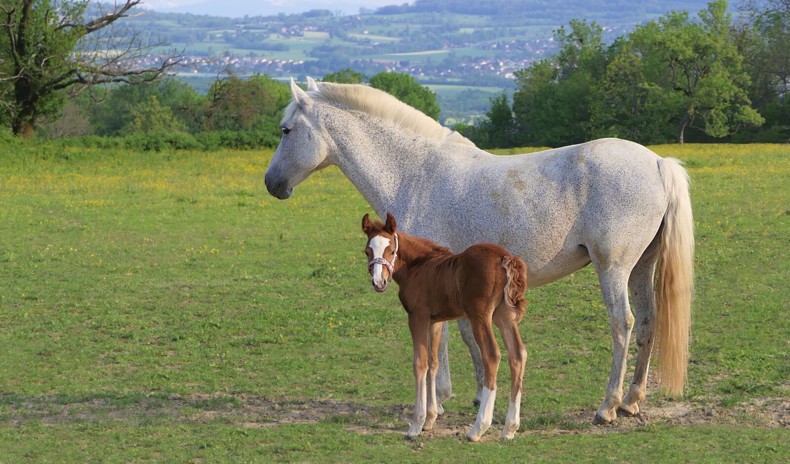 Panasonic Lumix DMC-FZ2500 (Lumix DMC-FZ2000) sample photo. Foal, brown, horse photography