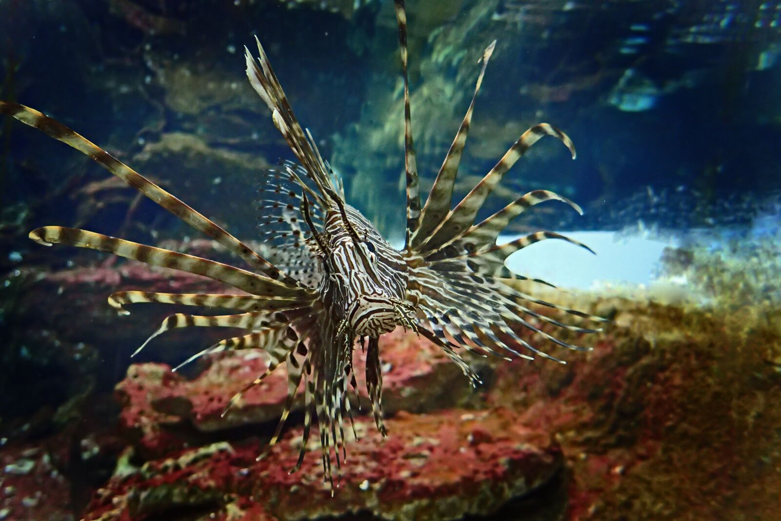 Olympus TG-3 sample photo. Lionfish, fish, underwater photography