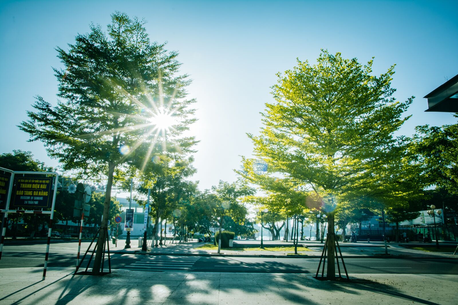 Nikon D5200 sample photo. Tree, green, nature photography