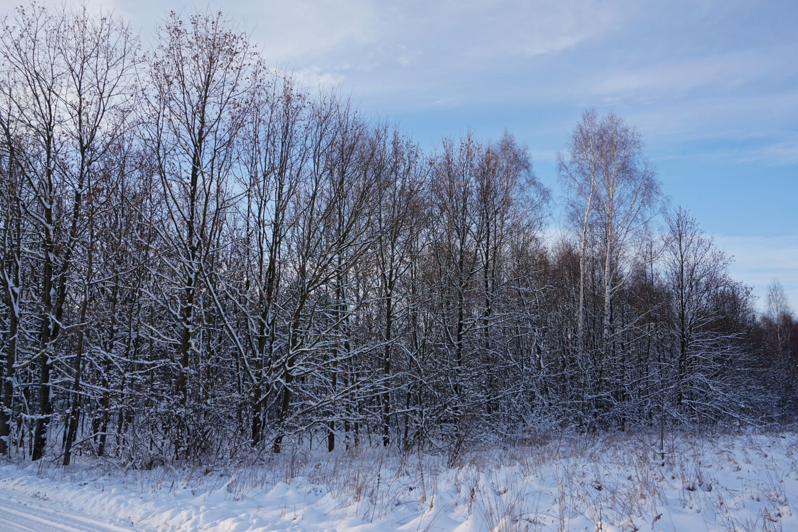 Sony a6000 sample photo. Blue, cold, forest, land photography