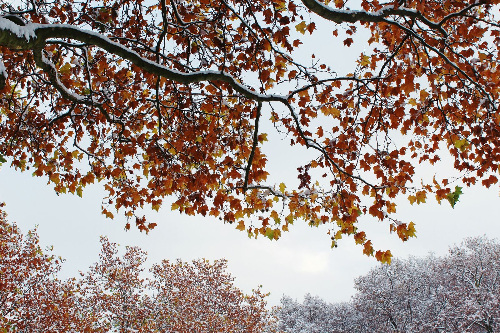Canon EOS 1200D (EOS Rebel T5 / EOS Kiss X70 / EOS Hi) sample photo. Trees, autumn, winter photography