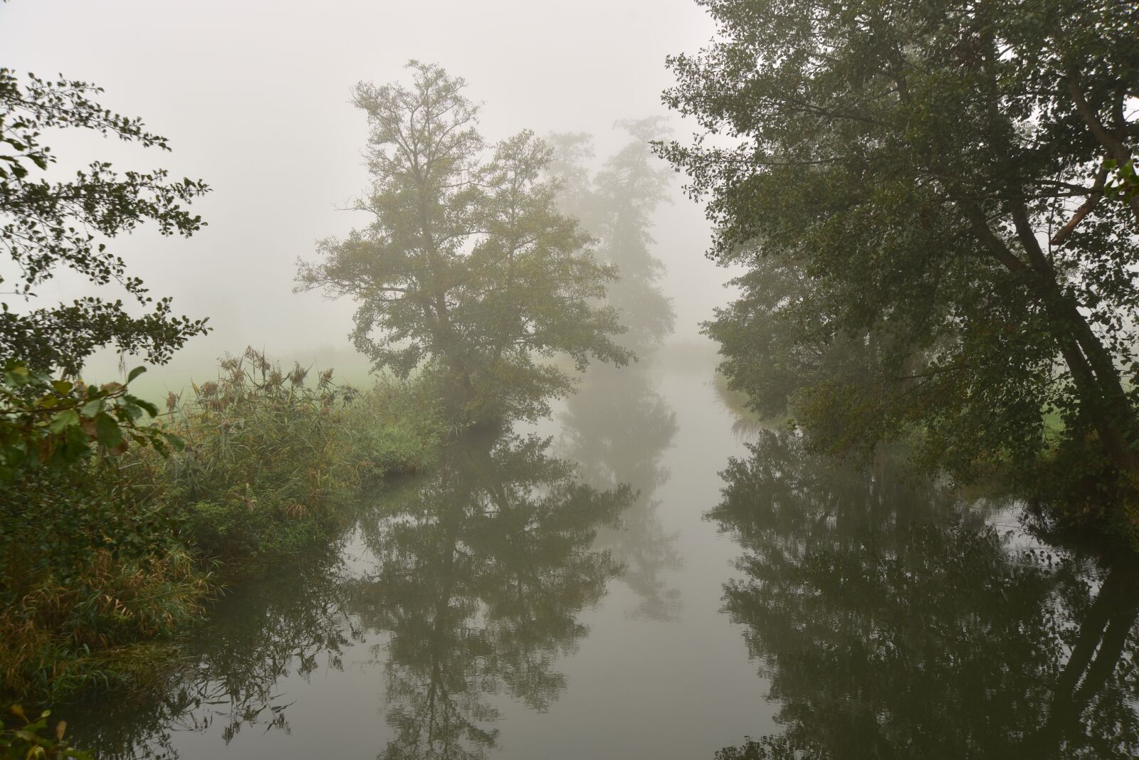 Nikon D750 sample photo. Fog, river, bach photography