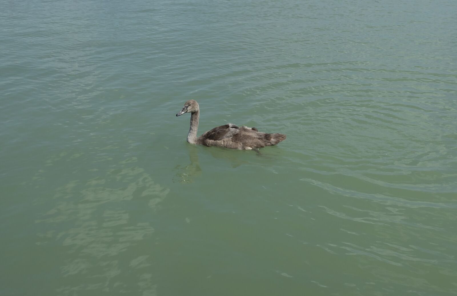 Canon EOS 1300D (EOS Rebel T6 / EOS Kiss X80) sample photo. Swan, bird, launchy photography
