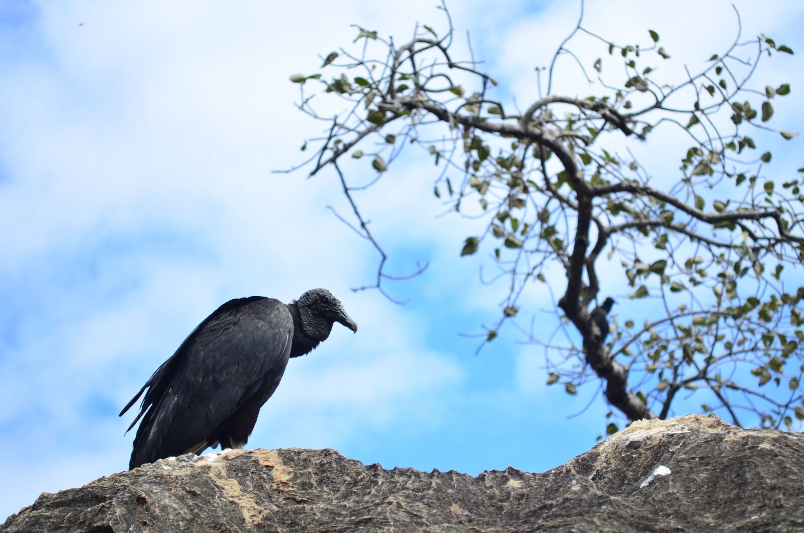 Nikon D5100 sample photo. Vulture, bird, paige photography