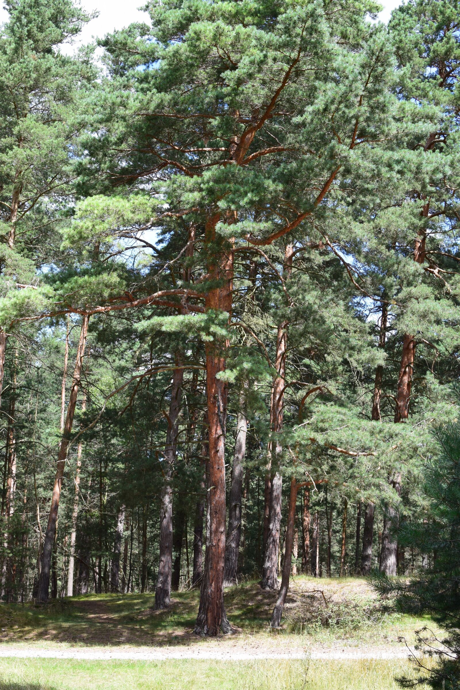 Nikon D5300 sample photo. Pine, feuerland, sand stone photography