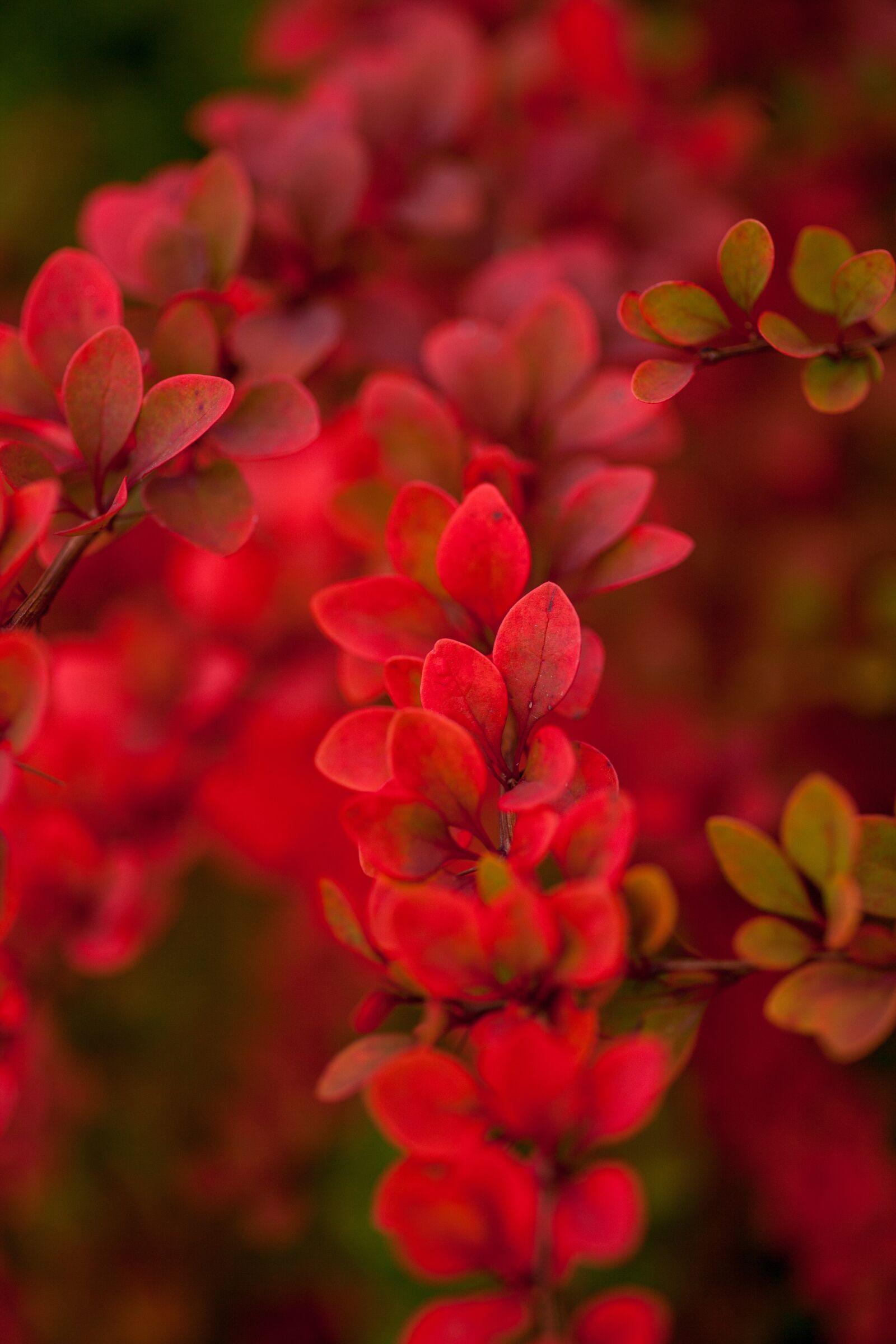 Canon EOS 5D Mark II sample photo. Autumn, fall, nature photography