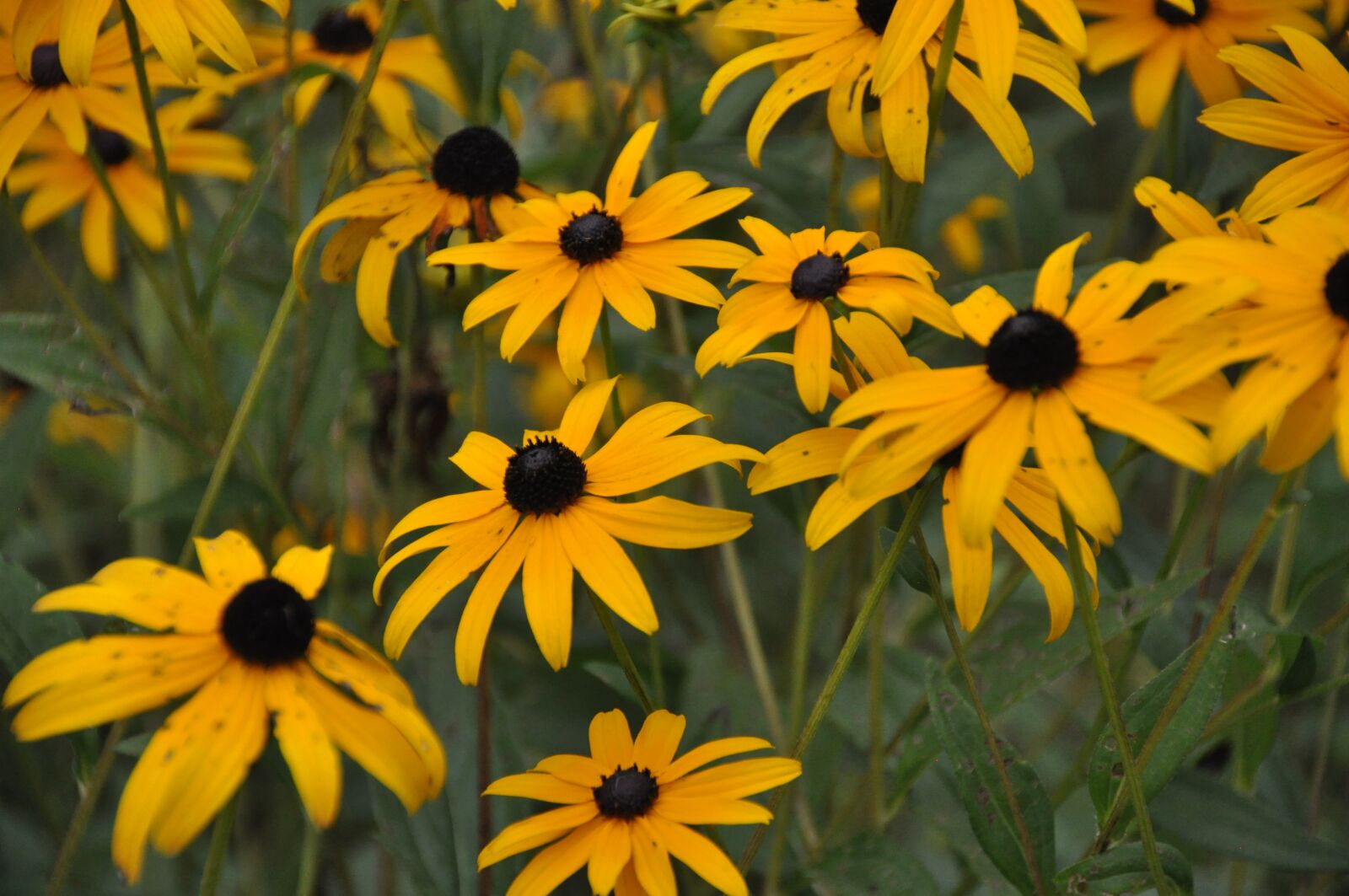 Nikon D5000 sample photo. Coneflowers, flowers, yellow photography