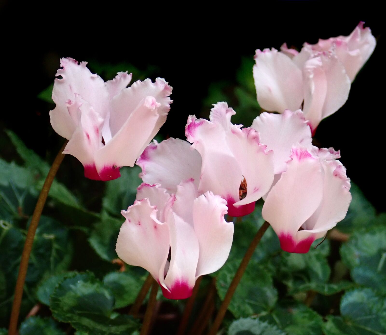 Olympus TG-5 sample photo. Flowers, pink, cyclamen photography