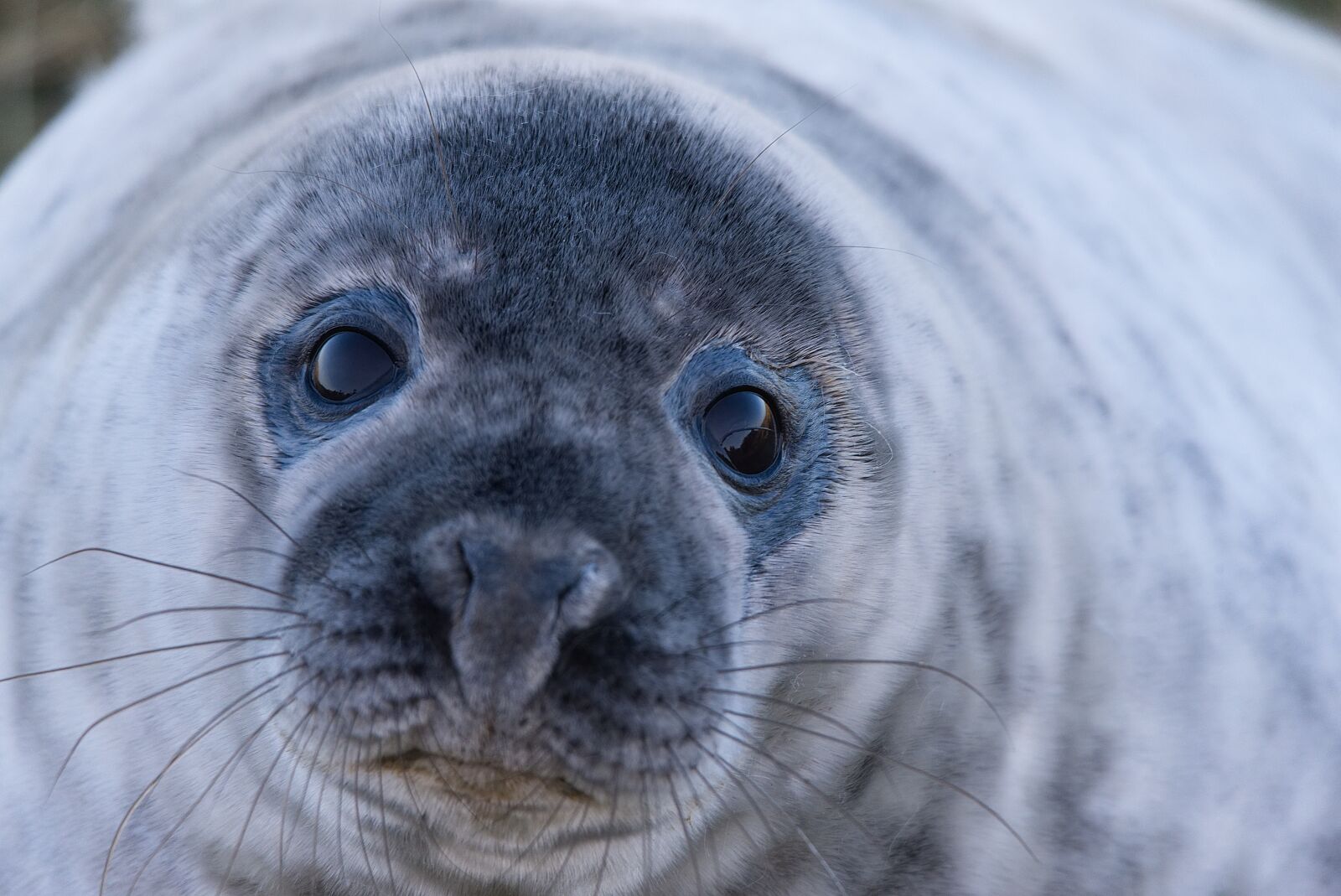 Nikon D750 sample photo. Seal, grey seal, wild photography