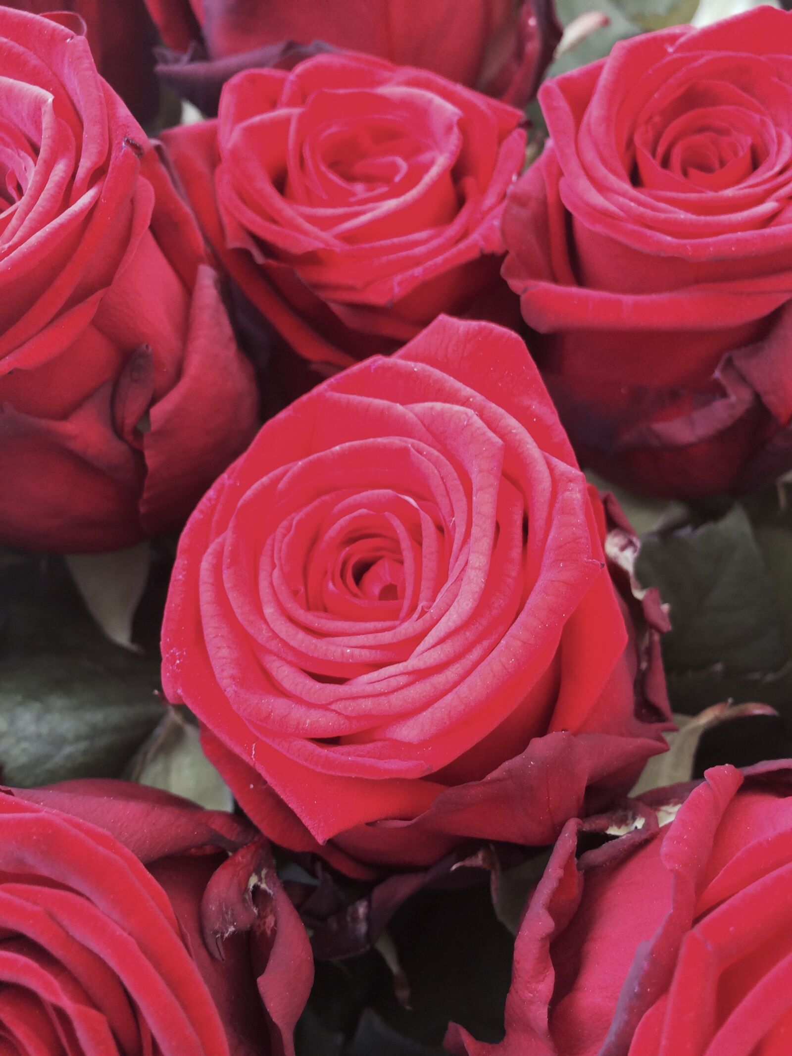 Apple iPhone 5s sample photo. Roses, flowers, bouquet photography