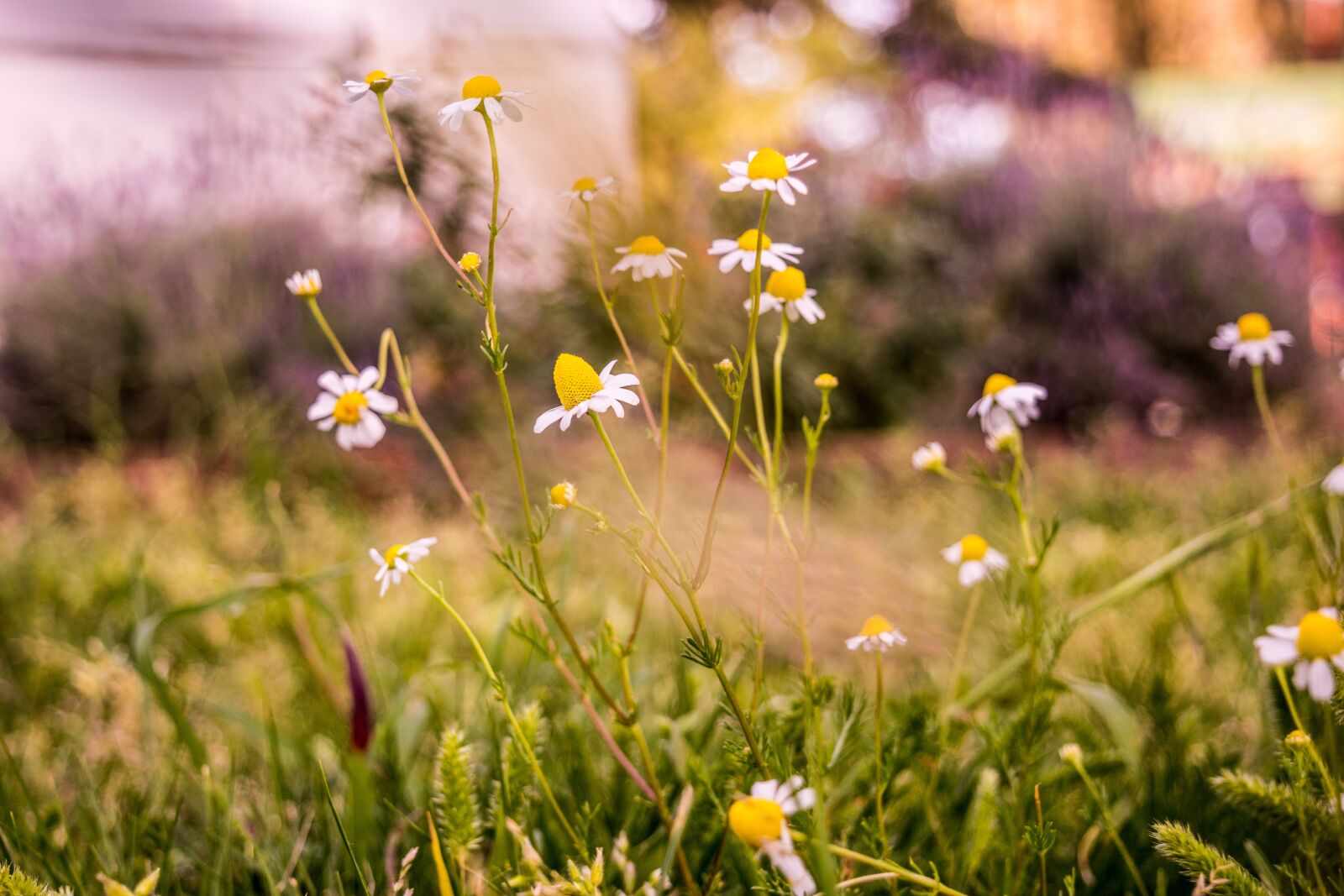 Nikon D5300 sample photo. Flowers, nature, flora photography