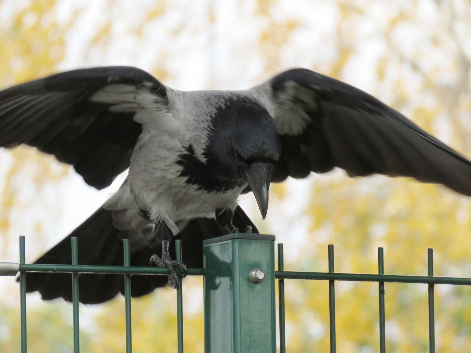 Canon PowerShot SX60 HS sample photo. Crow, raven, raven bird photography