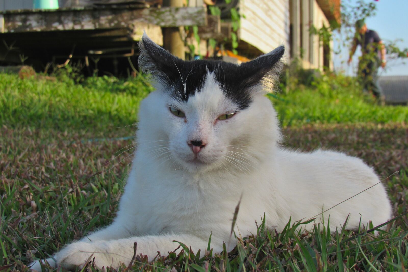Canon PowerShot SX530 HS sample photo. Cat, white, pet photography