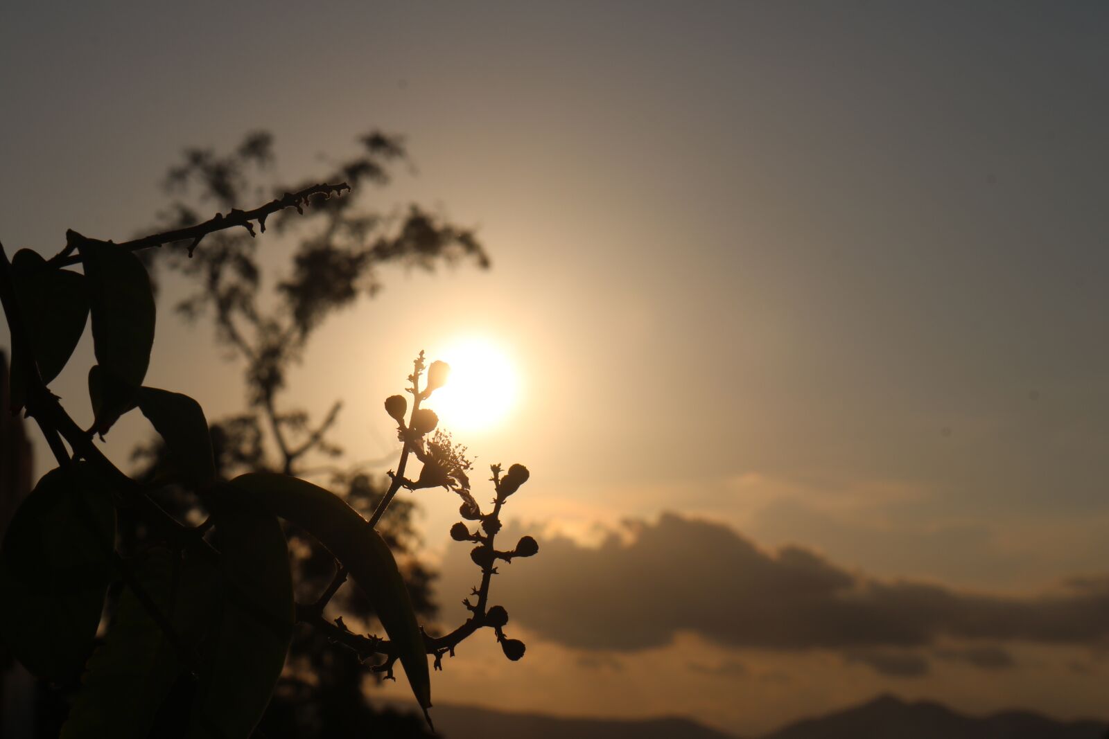 Canon EOS 750D (EOS Rebel T6i / EOS Kiss X8i) sample photo. Light, sunset, binh thuan photography