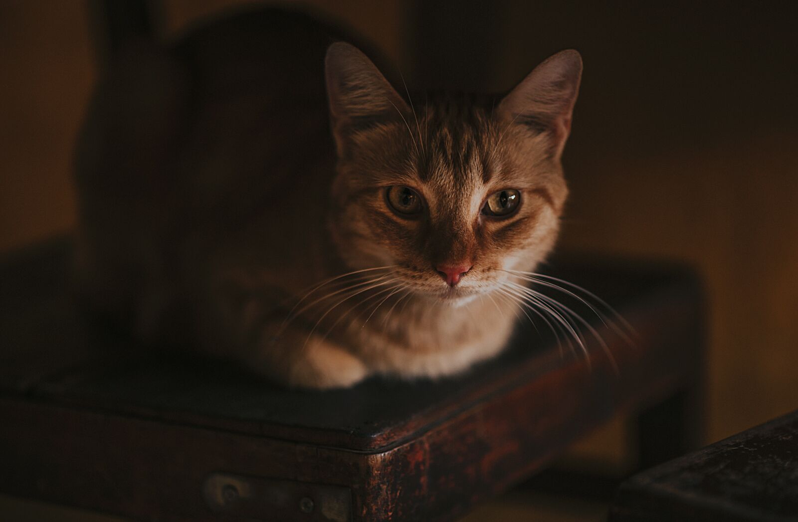 Nikon D700 sample photo. Cat, portrait, animal photography