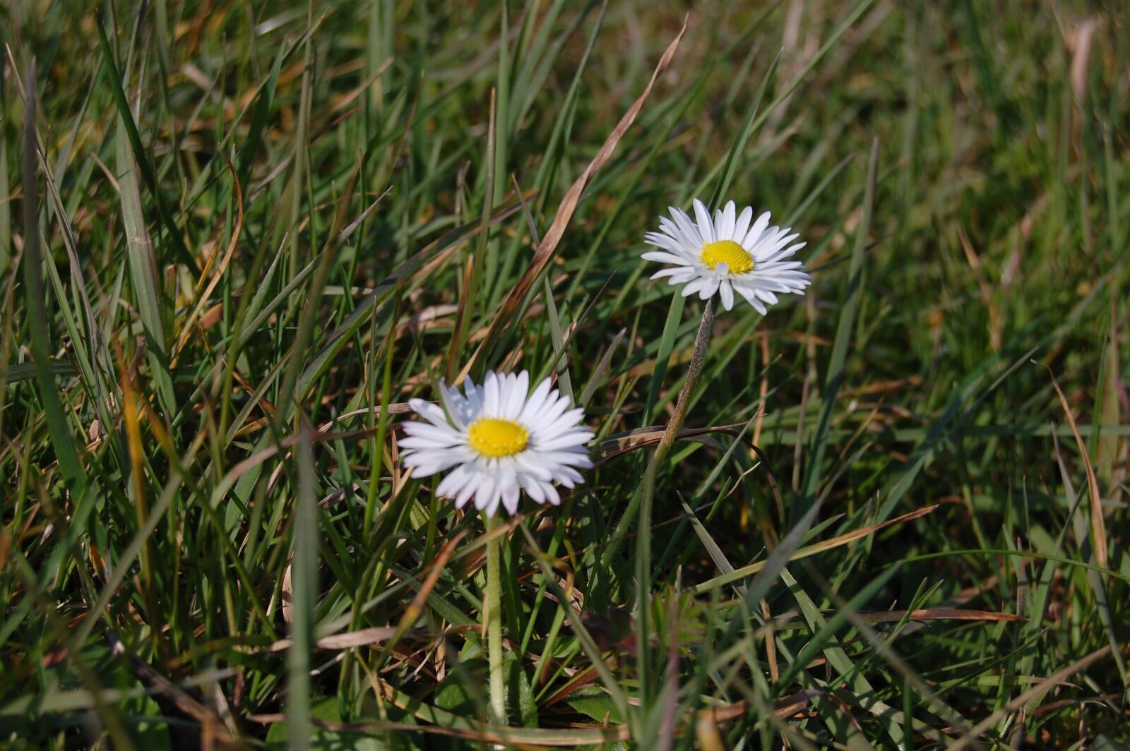 Nikon D40 sample photo. Daisy, flowers, grass photography
