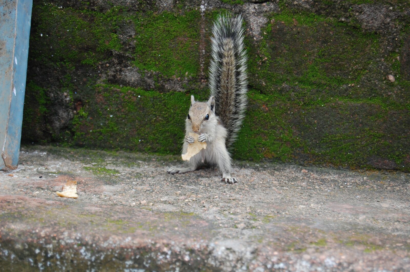 Nikon D40 sample photo. Gillu, is, nice photography