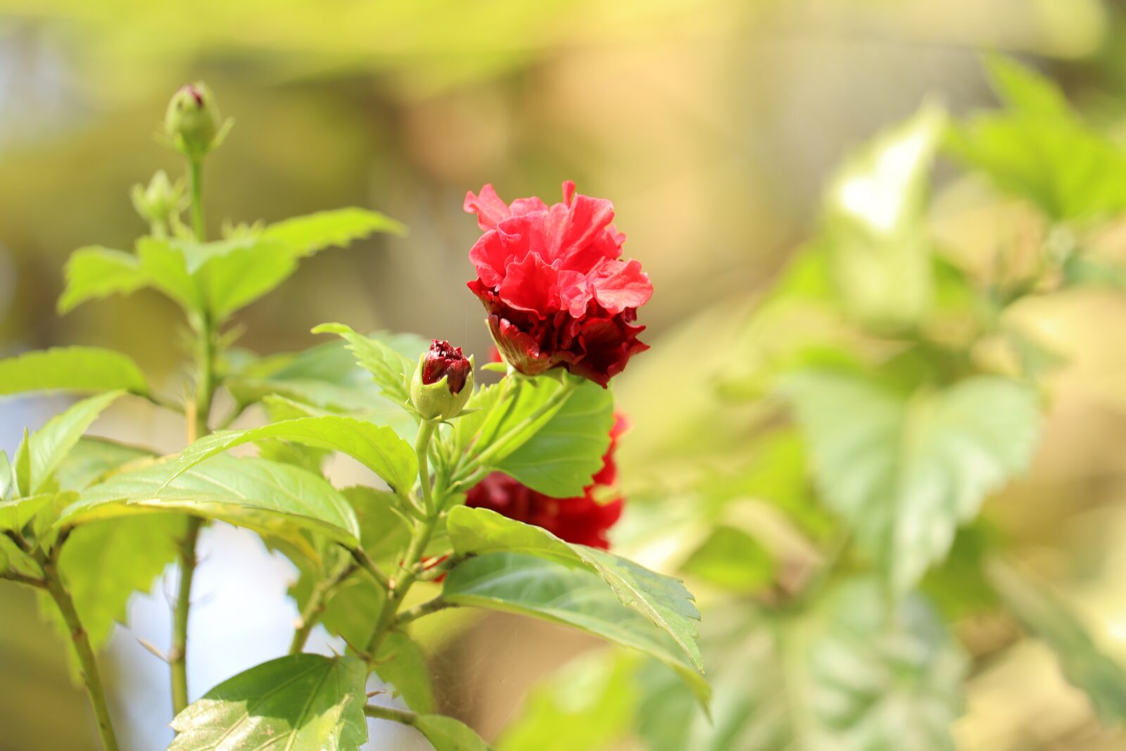 Canon EOS 250D (EOS Rebel SL3 / EOS Kiss X10 / EOS 200D II) sample photo. Flower, nature, kerala photography