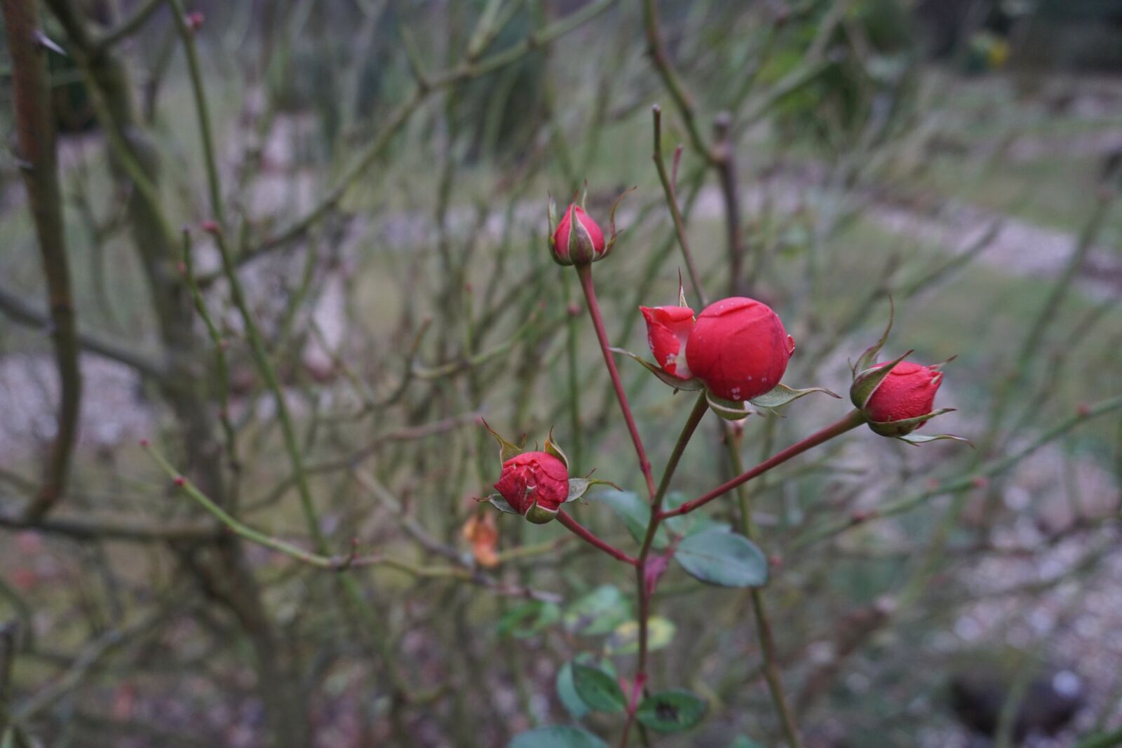 Sony E 16-50mm F3.5-5.6 PZ OSS sample photo. Roses, winter roses, flowers photography