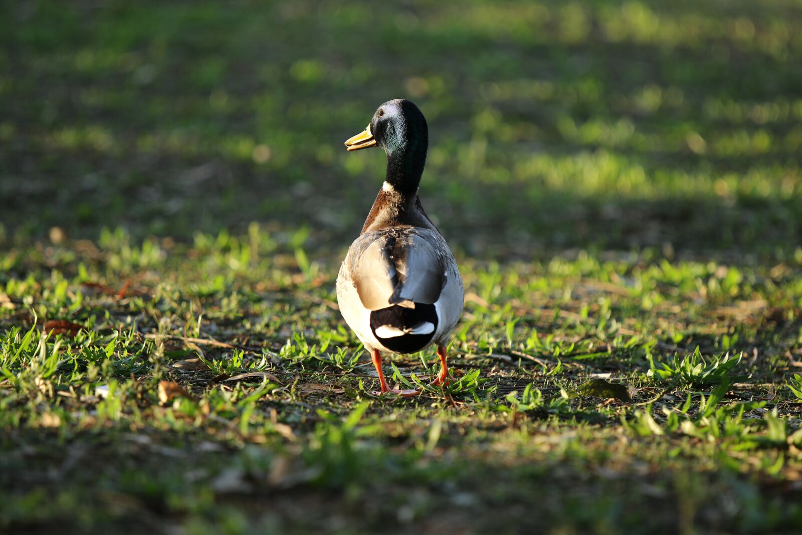 Canon EOS 7D Mark II sample photo. Mallard, male, duck photography