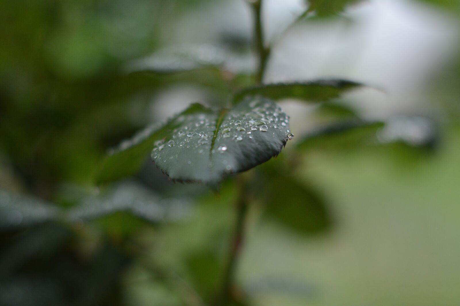 Nikon D7100 sample photo. Leaf, rain, droplet photography